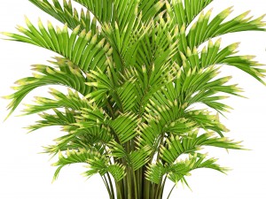 collection of tropical plants 3D मॉडल