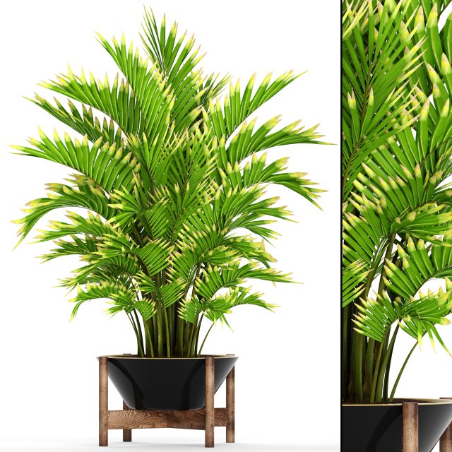 howea forsteriana palm 3D मॉडल .c4d .max .obj .3ds .fbx .stl .blend 