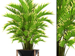 howea forsteriana palm 3D 모델