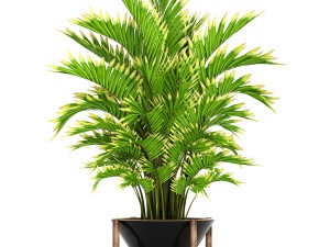 howea forsteriana palm 3D मॉडल