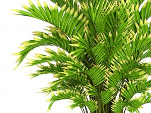 howea forsteriana palm 3D Model
