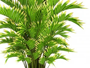 howea forsteriana palm 3D Model