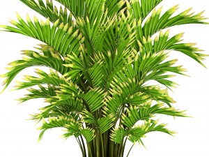 howea forsteriana palm 3D मॉडल