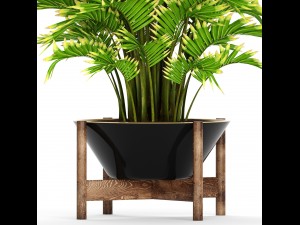 howea forsteriana palm 3D मॉडल