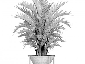 howea forsteriana palm 3D मॉडल