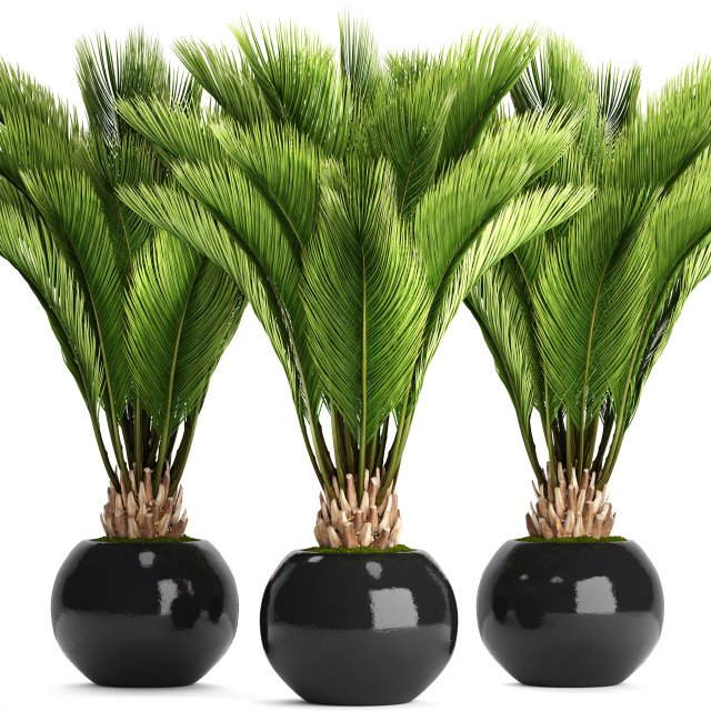 palm tree Modelo 3D .c4d .max .obj .3ds .fbx .stl .blend 