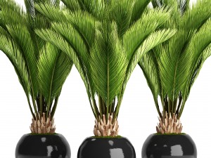 palm tree 3D Model