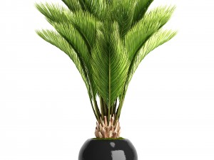 palm tree Modelo 3D