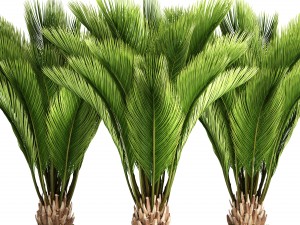 palm tree Modelo 3D