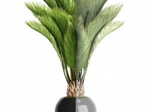palm tree Modelo 3D