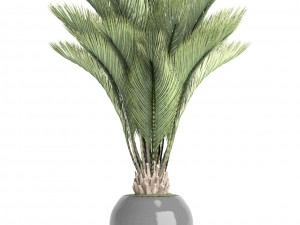 palm tree Modelo 3D