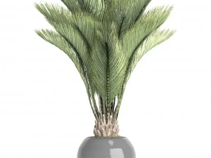 palm tree 3D Model