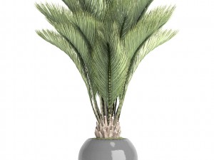 palm tree Modelo 3D