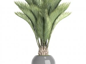 palm tree 3D Model