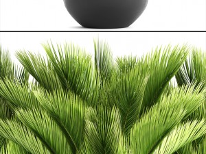 palm tree Modelo 3D