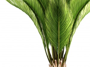 palm tree Modelo 3D