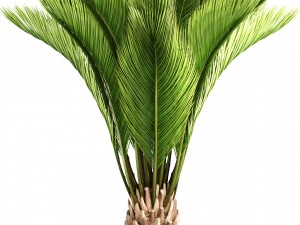 palm tree Modelo 3D