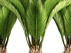 palm tree Modelo 3D
