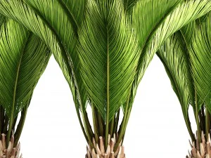palm tree 3D Model