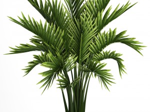 collection of tropical plants Model 3D