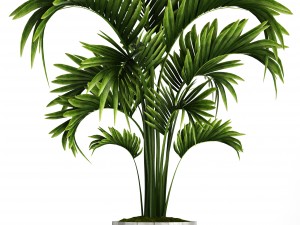 collection of tropical plants Model 3D