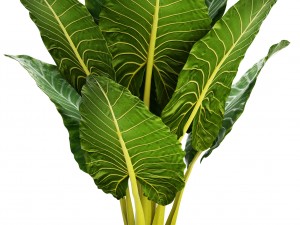 collection of tropical plants Model 3D