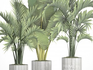 collection of tropical plants Model 3D