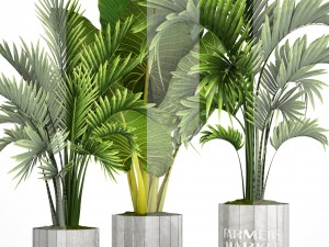collection of tropical plants Model 3D