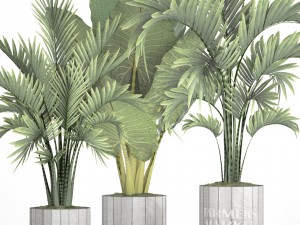 collection of tropical plants Model 3D
