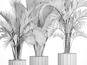 collection of tropical plants Model 3D