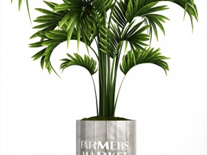 collection of tropical plants Model 3D