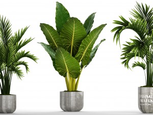 collection of tropical plants Model 3D