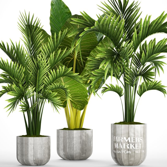 collection of tropical plants Model 3D .c4d .max .obj .3ds .fbx .stl .blend
