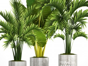 collection of tropical plants Modelo 3D
