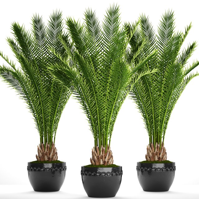 date palm 3D Модель .c4d .max .obj .3ds .fbx .stl .blend 