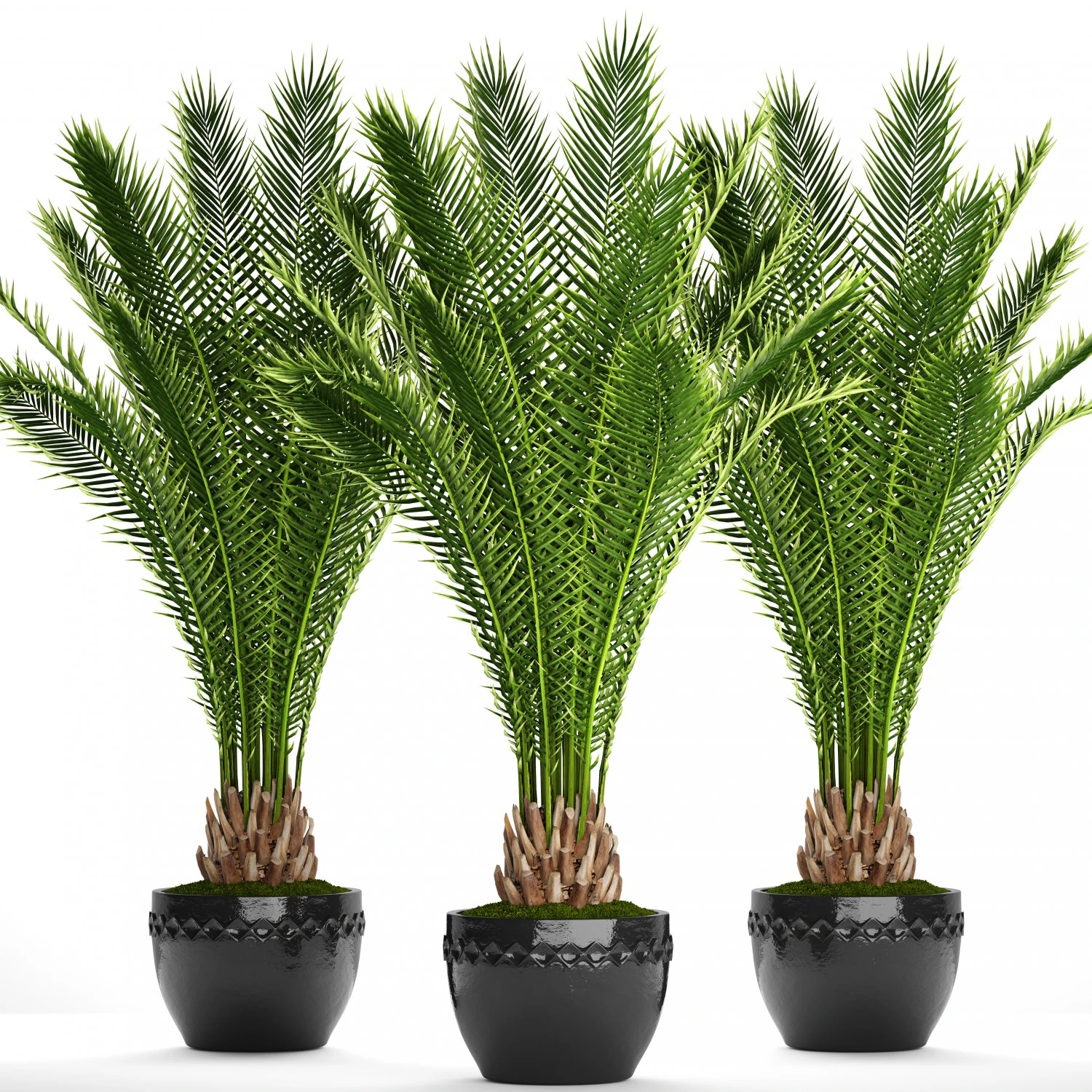 date palm 3D Model .c4d .max .obj .3ds .fbx .stl .blend 