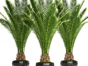 date palm 3D 模型