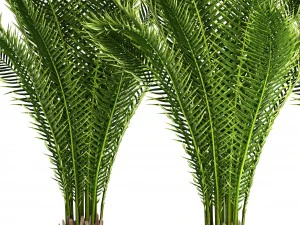 date palm 3D Model