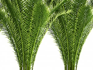 date palm 3D Model