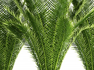 date palm 3D Модель