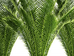 date palm 3D Model