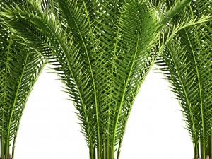 date palm 3D Модель