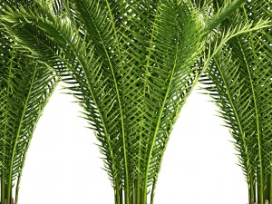 date palm 3D Model