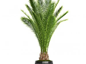 date palm 3D Model