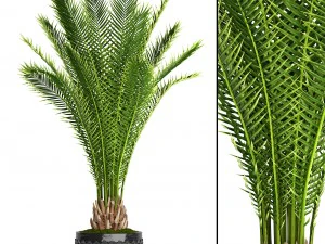 date palm 3D Model