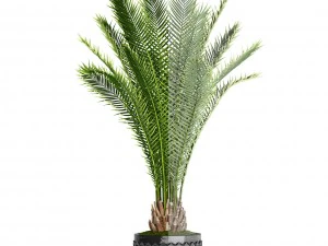 date palm 3D Model