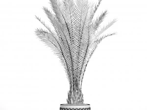 date palm 3D Model