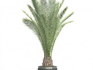 date palm 3D Model
