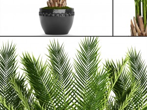 date palm 3D Модель