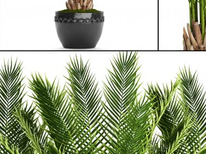 date palm 3D Model